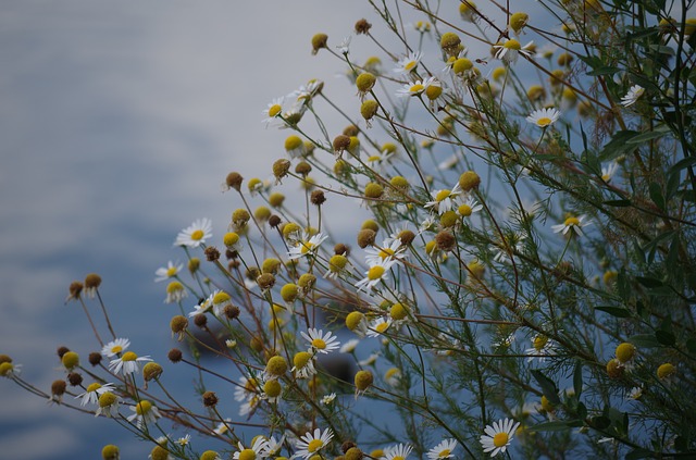 kvetoucí heřmánek